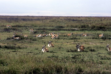 Obraz na płótnie Canvas Gazelle Sleeping