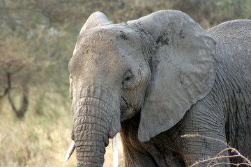 Elephant Closeup