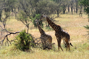 Fototapeta premium Giraffes Eating