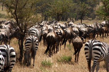 Fototapeta na wymiar Wildebesst and Zebra Migrating