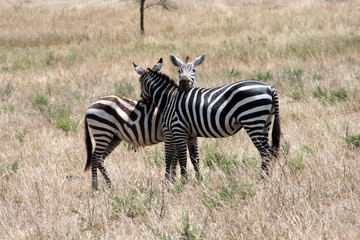 Obraz na płótnie Canvas Two Zebras Grooming