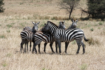 Fototapeta na wymiar Zebras Together