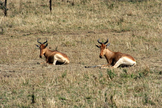 Antelopes Lying Down