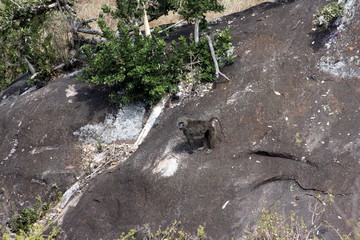 Baboon from distance on rock