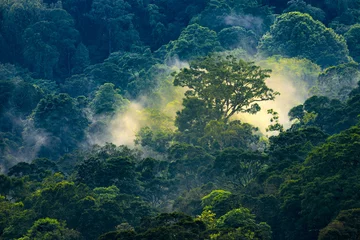 Photo sur Plexiglas Jungle Lever de soleil magique dans la jungle