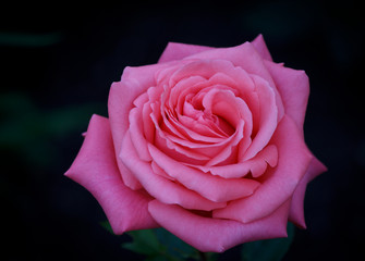 Closeup of a beautiful pink Rose in full bloom 