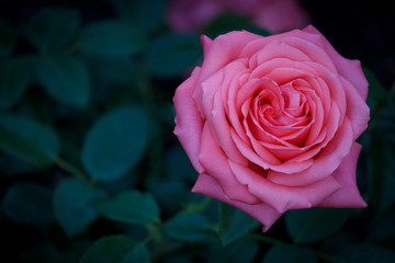 Closeup of a beautiful pink Rose in full bloom 