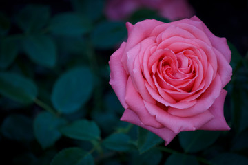 Closeup of a beautiful pink Rose in full bloom 