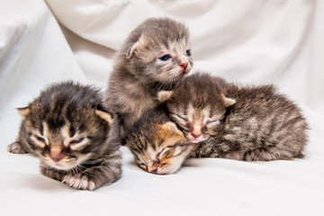 Fototapeta na wymiar Group of newborn kittens. Blind little cute kittens are waiting for mom_