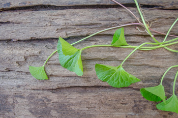 Centella asiatica on old wood floor.