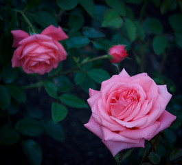 Beautiful pink Rose