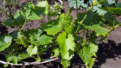 green plant of grapes in the garden