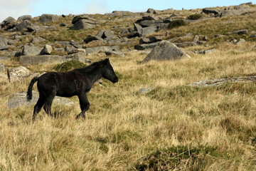 Black Beauty with Moors