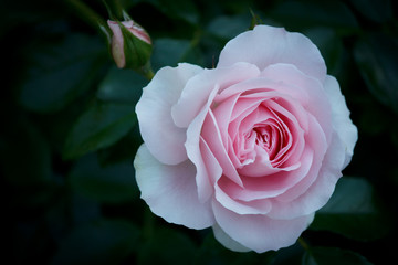 Closeup of a beautiful pink Rose in full bloom 
