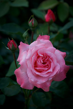Closeup of a beautiful pink Rose in full bloom 