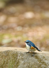 お立ち台のルリビタキ