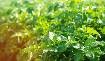 Obraz premium bushes of young potatoes grow in the field close-up, farming, agro-industry, fresh vegetables, organic food, farmlands