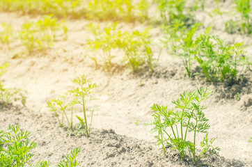 a young carrot grows in the soil close-up. farming, eco-friendly agricultural products, detox, fresh vegetables, vegetarian food