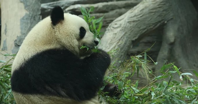 Giand Panda Bear eating bamboo shoot. China Wildlife.