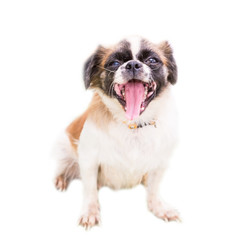 Pekingese looking at the camera on white background