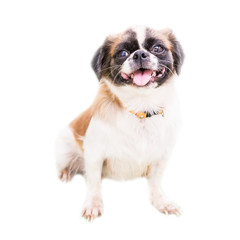 Pekingese looking at the camera on white background