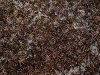 dry needles on swamp moss