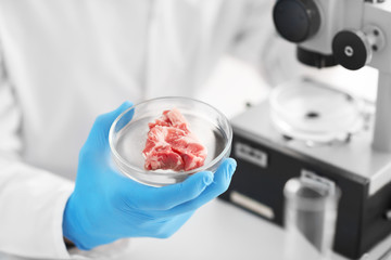 Scientist holding Petri dish with meat sample in laboratory