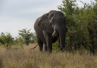 Fototapeta na wymiar Elephant, (Loxodonta africana), eating from bush and showing one broken tusk. Kruger National Park, South Africa