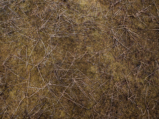 Fototapeta na wymiar dry grass on swamp moss