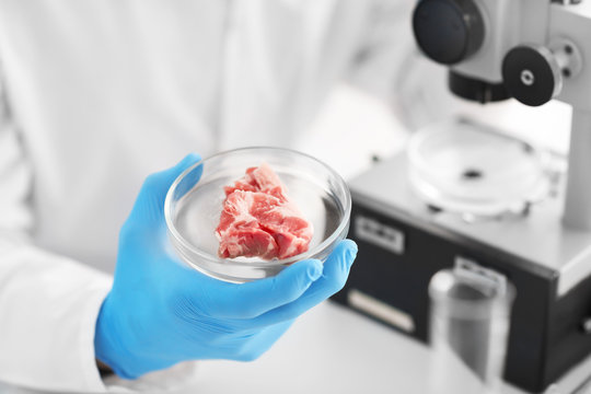 Scientist holding Petri dish with meat sample in laboratory