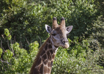 Naklejka na ściany i meble Giraffe or Giraffa, head facing camera with green foliage in background. Kruger National Park. South Africa