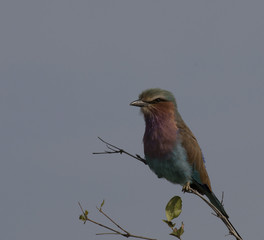 Single lilac brested Roller bird, ( Coraciidae ). sitting on twig, looking left, with eye catching sun. Kruger National Park, South Africa
