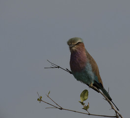 Single lilac brested Roller bird, ( Coraciidae ). sitting on twig, looking at camera, with eye catching sun. Kruger National Park, South Africa
