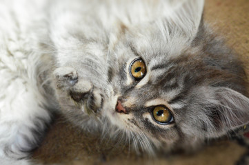 gray fluffy kitten closeup