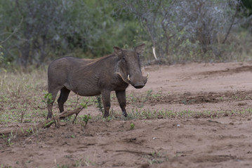 Warthog (Phacochoerus africanus), looking to the right  with tusks visible. Kruger National Park, South Africa