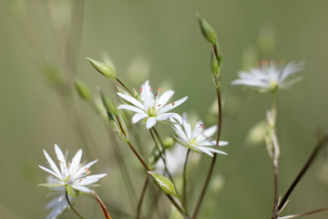 small white flowers in macro photography