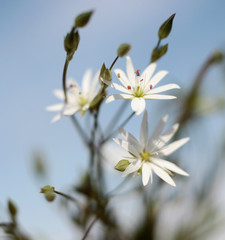 Obraz na płótnie Canvas small white flowers in macro photography