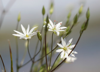 small white flowers in macro photography