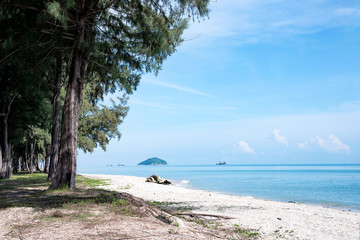 Scenic view of pine tree on the beach in warm sunshine day.