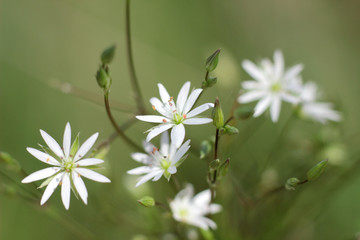 small white flowers in macro photography