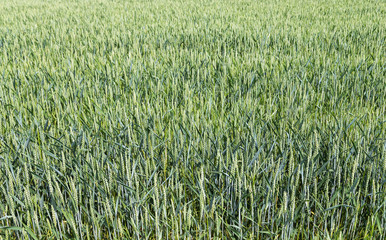 Grünes Getreidefeld.