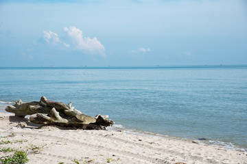 Scenic view of pine tree on the beach in warm sunshine day.