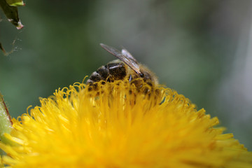 bee collects nectar on a yellow dandelion flower