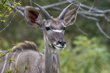 Obraz premium Single waterbuck, ( Kobus ellipsiprymnus ) facing camera, with beautiful ears. Kruger National Park, South Africa