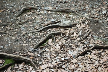 radici di alberi nel terreno