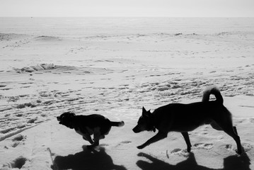Two dogs playing on a frozen lake.