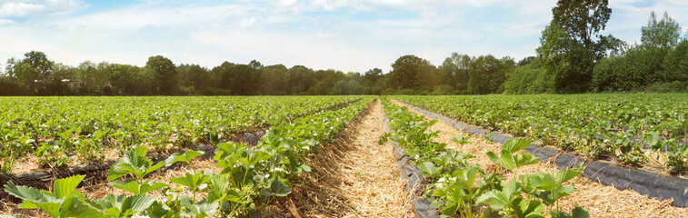 Erdbeerfeld - Erdbeeren Panorama