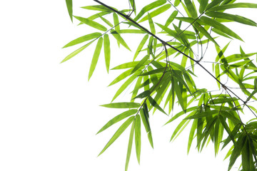 Bamboo leaves on white background