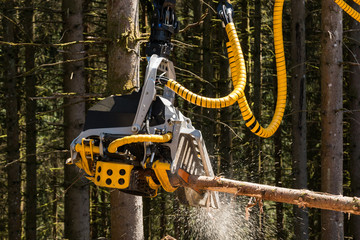 Holzernte mit dem Harvester