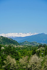 Vertical image of snowy mountain peaks, green hills, blue sky and blossoming trees, Georgia (Europe), Caucasus